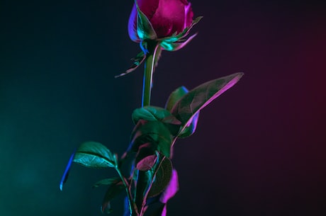 彩虹玫瑰：发现神奇的美丽