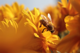 蜂人(蜂人之谜：探寻蜂类社会的奇妙世界)