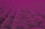 紫荆(紫荆开放了，一年一度的赏花季到了！)