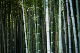 竹子的特性及其应用
