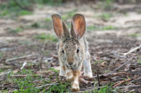 彼得兔图片：萌萌哒的小兔子