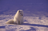 arcticfox(寻访北极狐 - 这是一篇介绍北极狐的文章)