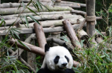 日本民众排长队与大熊猫香香告别，感谢中国赠送之情